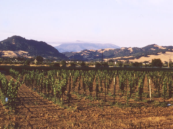 Merlot vineyards circa 1977.